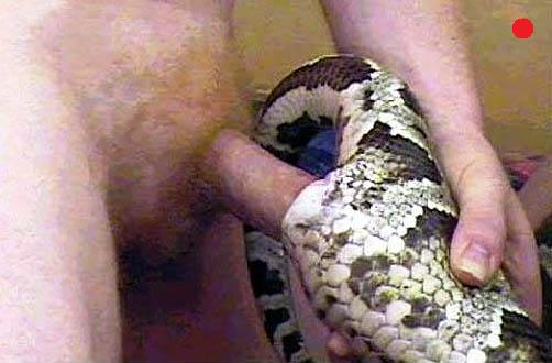 Sienna reccomend man and snake xxx pic