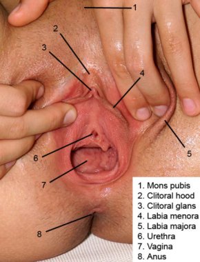 Dahlia reccomend vagina anatomy