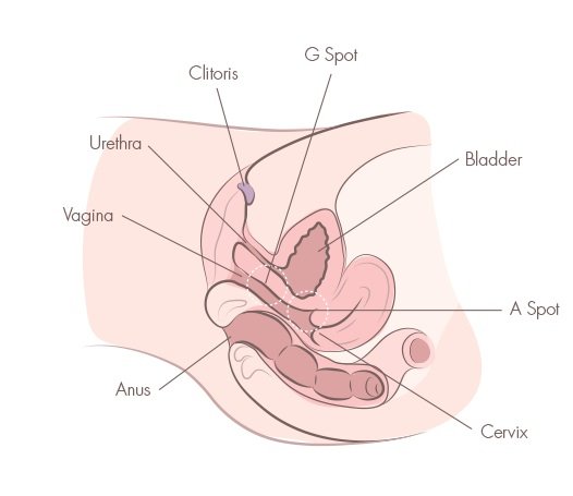 best of Orgasm vagina inside view