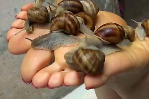 Wildcat reccomend feet crush snail