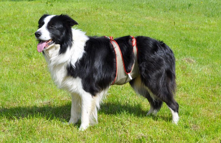 Boarder collie with out white strip