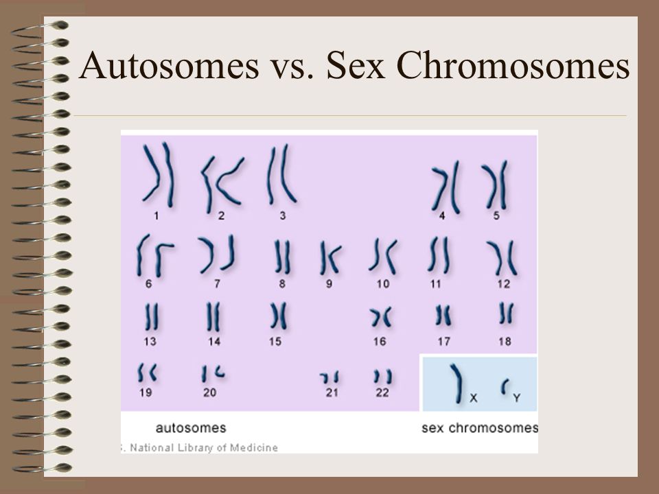 Autosomes vs sex chromosomes