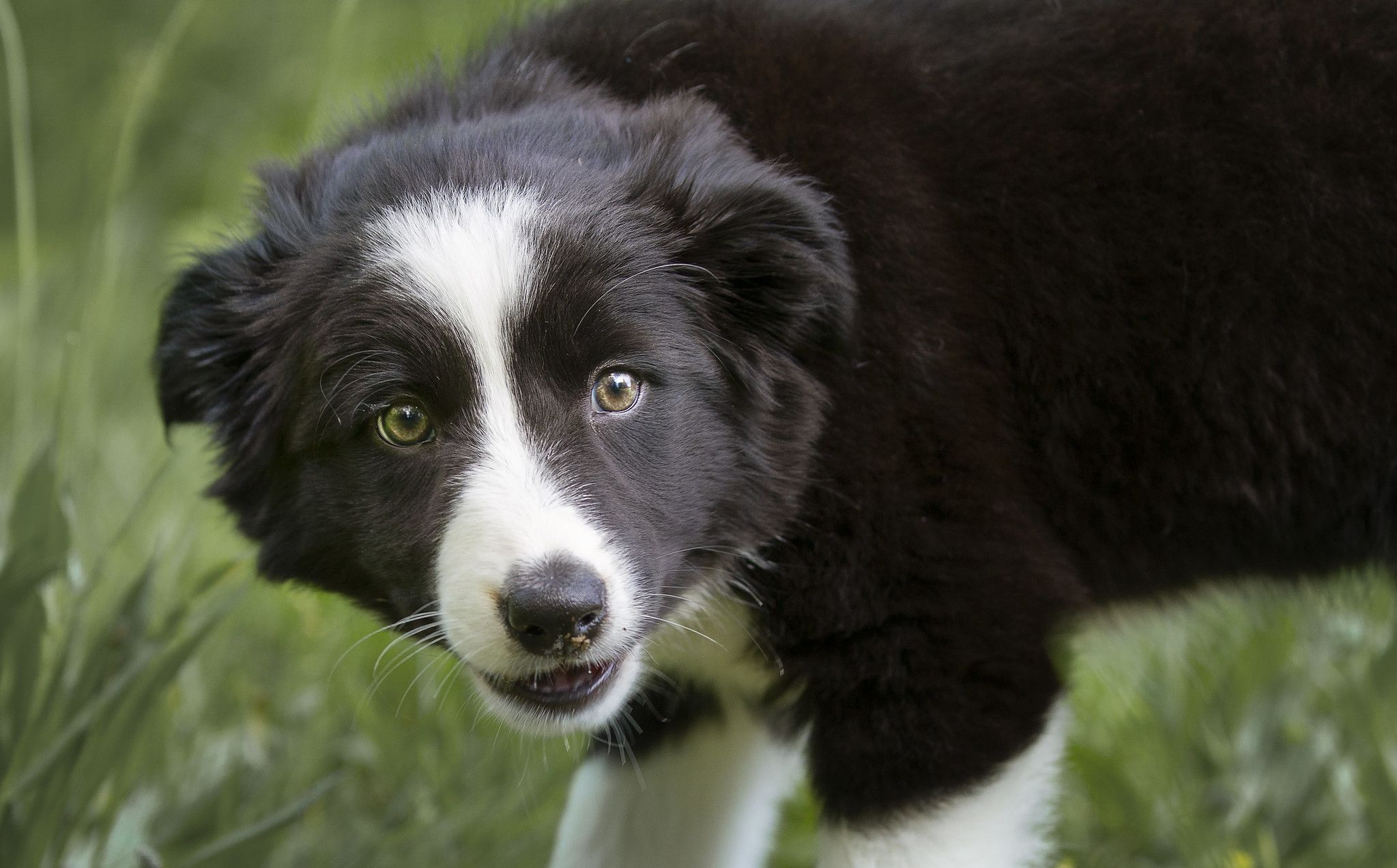 Border collies and cats