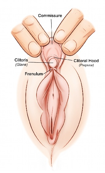 Clitoris is ticklish when being sucked