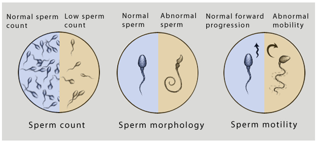 Averge sperm count