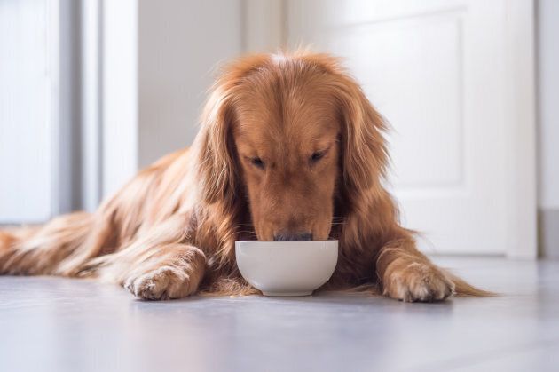 best of From Puppy food difference food adult