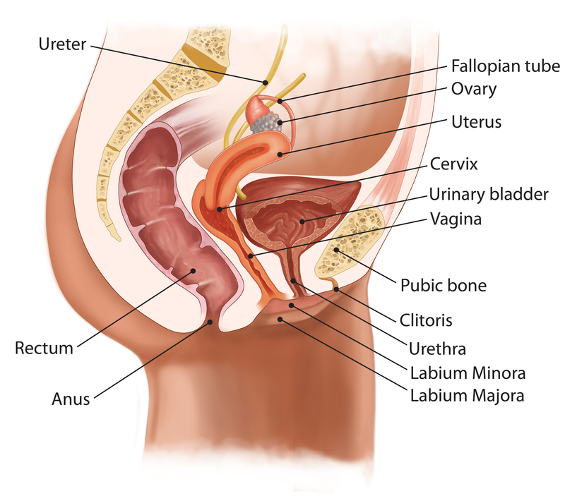 Doodle reccomend Anatomy of a clitoris