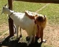 best of A Girl goat fucking