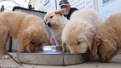 Puppy food difference from adult food
