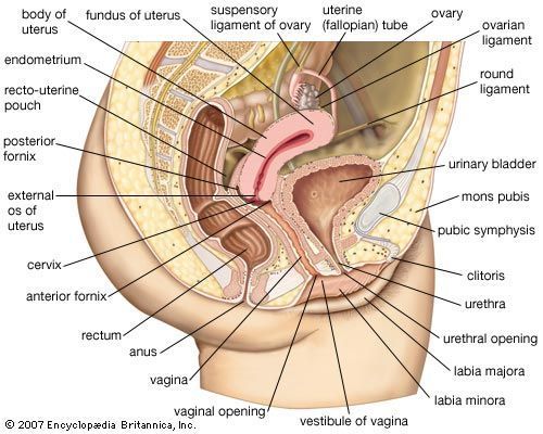 Katniss reccomend Anatomy of a clitoris