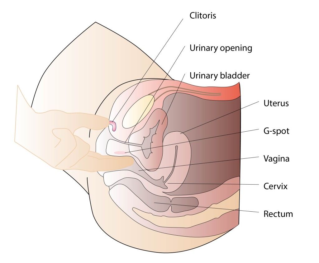 best of Of vagina womans Anatomy a
