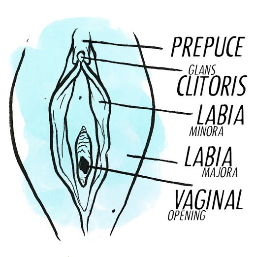 best of Clitoris Anatomy of a
