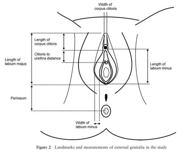best of Of vagina womans Anatomy a