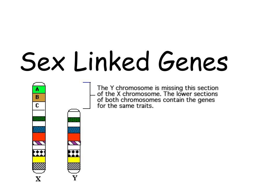 best of Sex Autosomes chromosomes vs