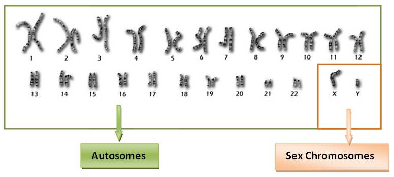 V-Mort reccomend Autosomes vs sex chromosomes