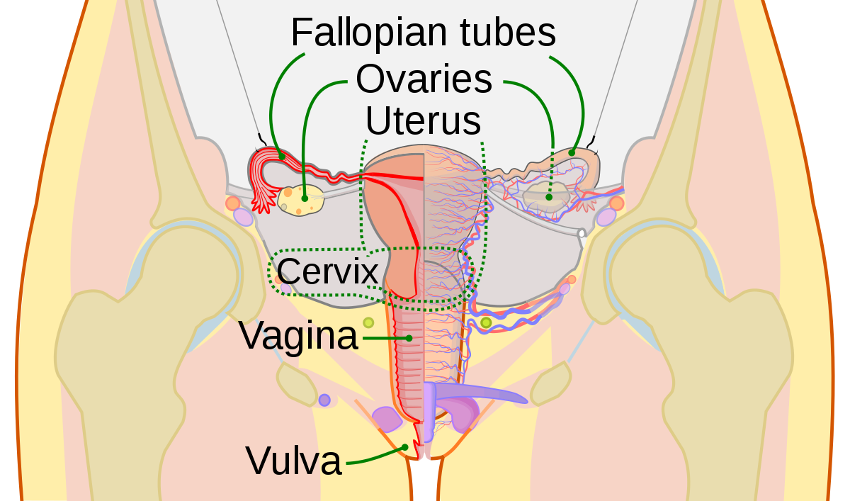 Poppy reccomend a Anatomy vagina of womans