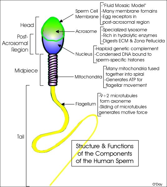 Handyman reccomend Chromosomes in sperm cells