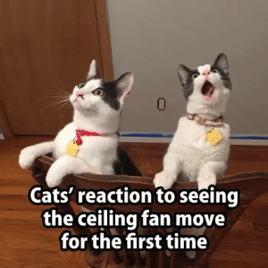 FD reccomend Cat swinging on ceiling fan