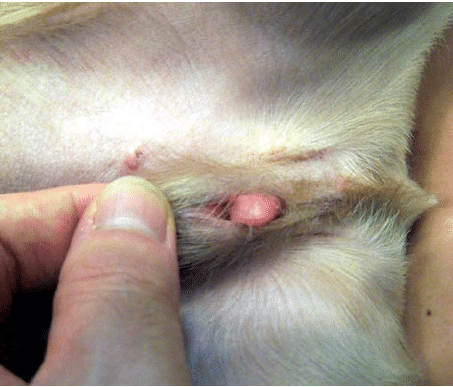 Enlarged swollen clitoris