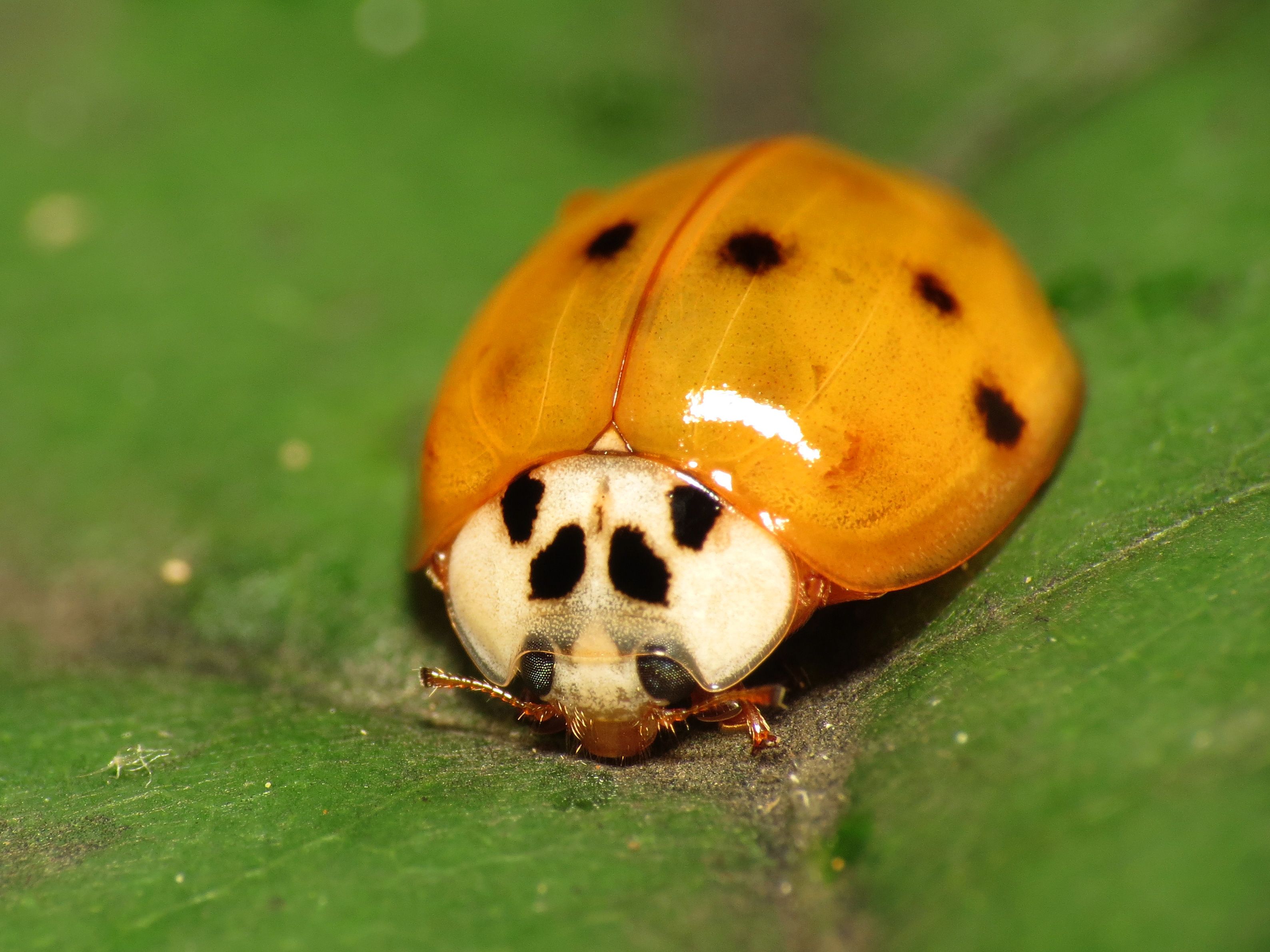 Hammer reccomend Asian lady beetles larva