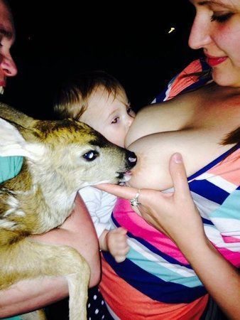Boobs and deer