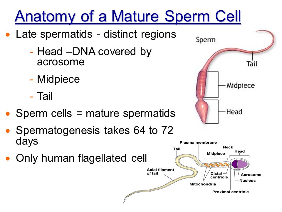 Modifications of sperm cells to function