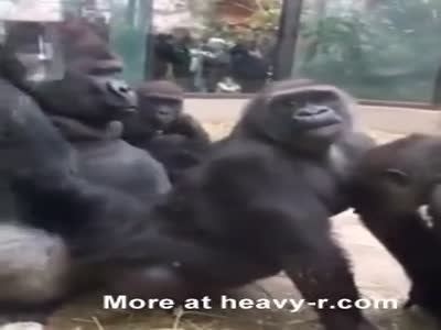 Infiniti reccomend Sex with a gorilla