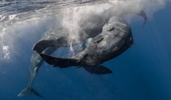 Valentine recommendet whale explode Sperm